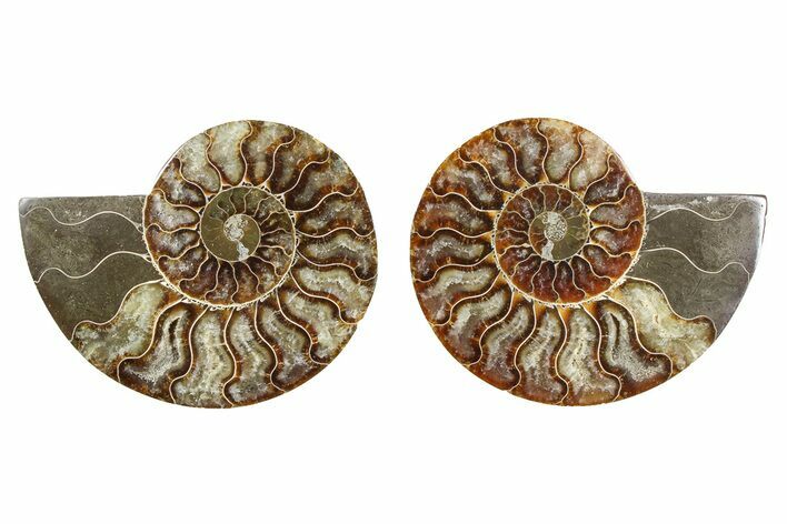 Cut & Polished Ammonite Fossil - Madagascar #379073